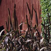 Purple Majesty Ornamental Millet Bloom