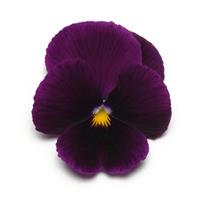 Panola® XP Purple Pansy Bloom