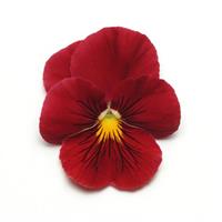 Panola® XP Scarlet Pansy Bloom