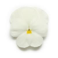 Panola® XP White Pansy Bloom