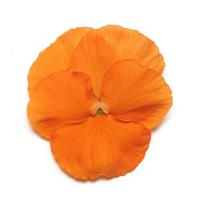 Panola® XP Deep Orange Pansy Bloom