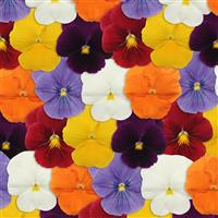 Panola® XP Clear Mixture Pansy Bloom