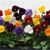 Panola® XP Clear Mixture Pansy Container