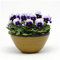 Spring Matrix™ Beaconsfield Pansy Container