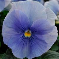 Spring Matrix™ Blue Pansy Bloom