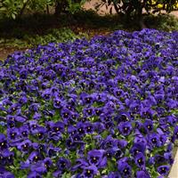 Spring Matrix™ Blue Blotch Pansy Landscape