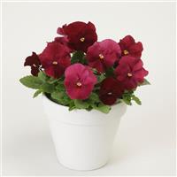 Spring Matrix™ Rose Pansy Container