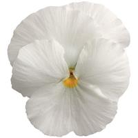 Spring Matrix™ White Pansy Bloom
