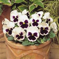 Spring Matrix™ White Blotch Pansy Container