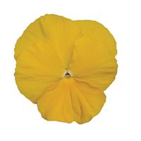 Spring Matrix™ Yellow Pansy Bloom