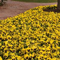 Spring Matrix™ Yellow Blotch Pansy Landscape
