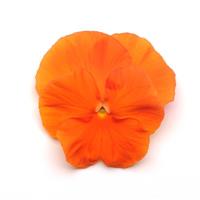 Spring Matrix™ Deep Orange Pansy Bloom