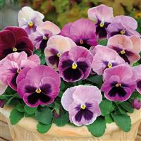 Spring Matrix™ Pink Shades Pansy Container