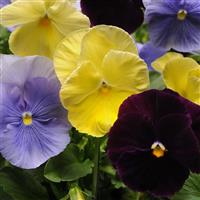Spring Matrix™ Tricolor Mixture Pansy Bloom