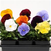 Spring Matrix™ Clear Mixture Pansy Bloom