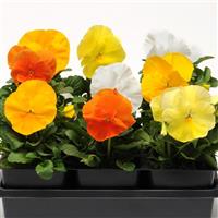 Spring Matrix™ Daffodil Mixture Pansy Bloom