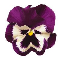 Spring Matrix™ Purple & White Pansy Bloom