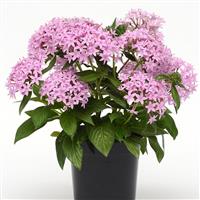 Lucky Star® Lavender Pentas Container