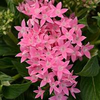 Lucky Star® Pink Pentas Bloom
