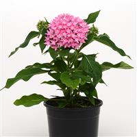 Lucky Star® Pink Pentas Container