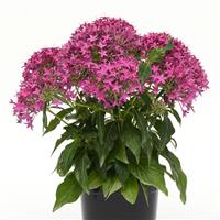 Lucky Star® Violet Pentas Container