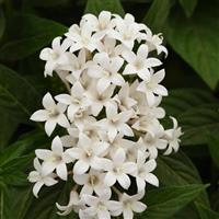 Lucky Star® White Pentas Bloom