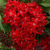 Lucky Star® Dark Red Pentas Bloom