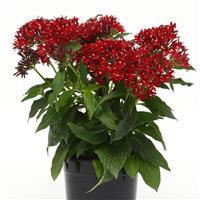 Lucky Star® Dark Red Pentas Container