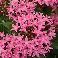 Lucky Star® Deep Pink Pentas Bloom