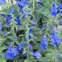 Salvia Patio Deep Blue Bloom