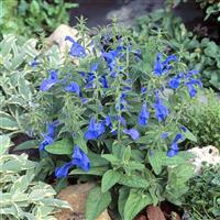 Salvia Patio Deep Blue Garden