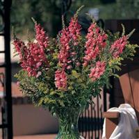 Cool Rose Snapdragon Container