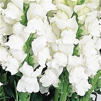Cool White Snapdragon Bloom