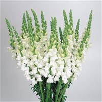 Cool White Snapdragon Cutflower