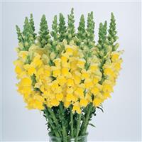 Cool Yellow Snapdragon Cutflower