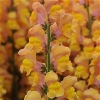 Early Potomac™ Orange Snapdragon Bloom