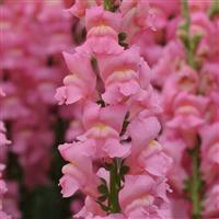 Early Potomac™ Pink Snapdragon Bloom