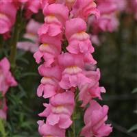 Early Potomac™ Rose Snapdragon Bloom
