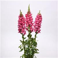 Early Potomac™ Rose Snapdragon Cutflower