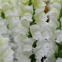 Early Potomac™ White Snapdragon Bloom