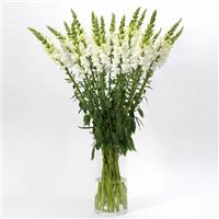 Early Potomac™ White Snapdragon Mono Vase, White Background