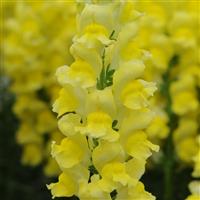 Early Potomac™ Yellow Snapdragon Bloom