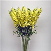 Early Potomac™ Yellow Snapdragon Container