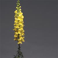Early Potomac™ Yellow Snapdragon Cutflower