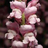 Maryland Lavender Snapdragon Bloom
