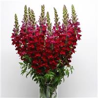 Maryland Red Snapdragon Container