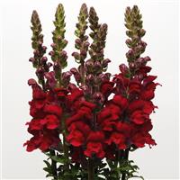 Maryland Red Snapdragon Cutflower