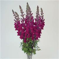 Maryland Royal Snapdragon Container