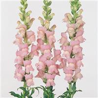 Maryland Shell Pink Snapdragon Cutflower