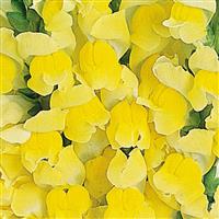 Maryland Bright Yellow Snapdragon Bloom